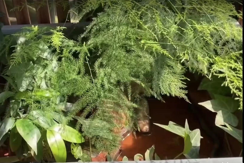 黄缘龟怎么培养,黄缘龟和黄缘闭壳龟有什么区别