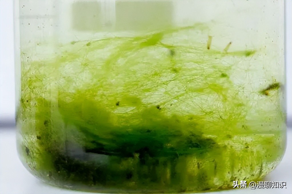 水稻田水绵怎么防治,水绵生物防治