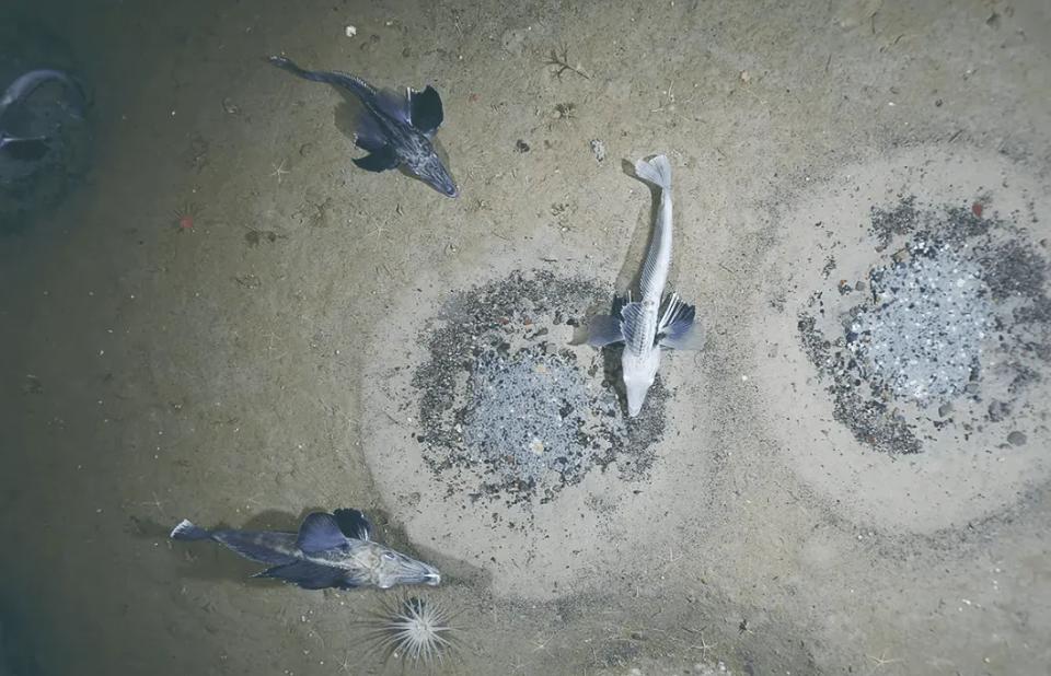 南极冰鱼为什么会苦,南极鱼能在冰天雪地中健康生长