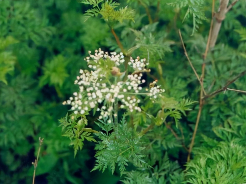 68种可食用的药用植物,开的花好看,能吃,还养生(二)