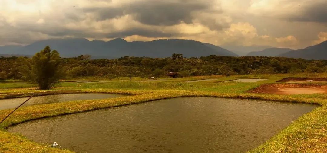 池塘水浑水浓怎么处理,池塘水浑的原因及解决方案