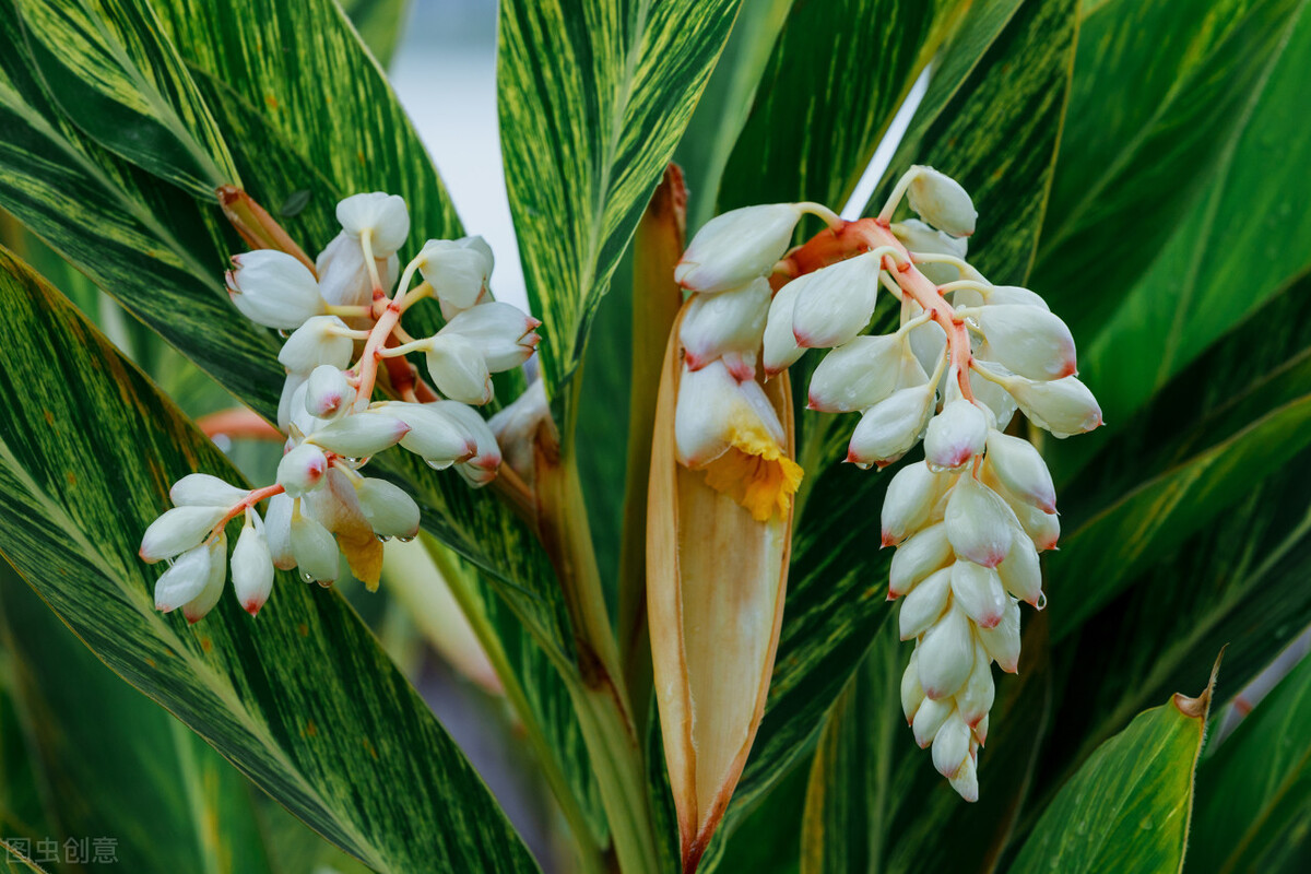 姜花的种植方法,姜花怎么种植盆栽好养