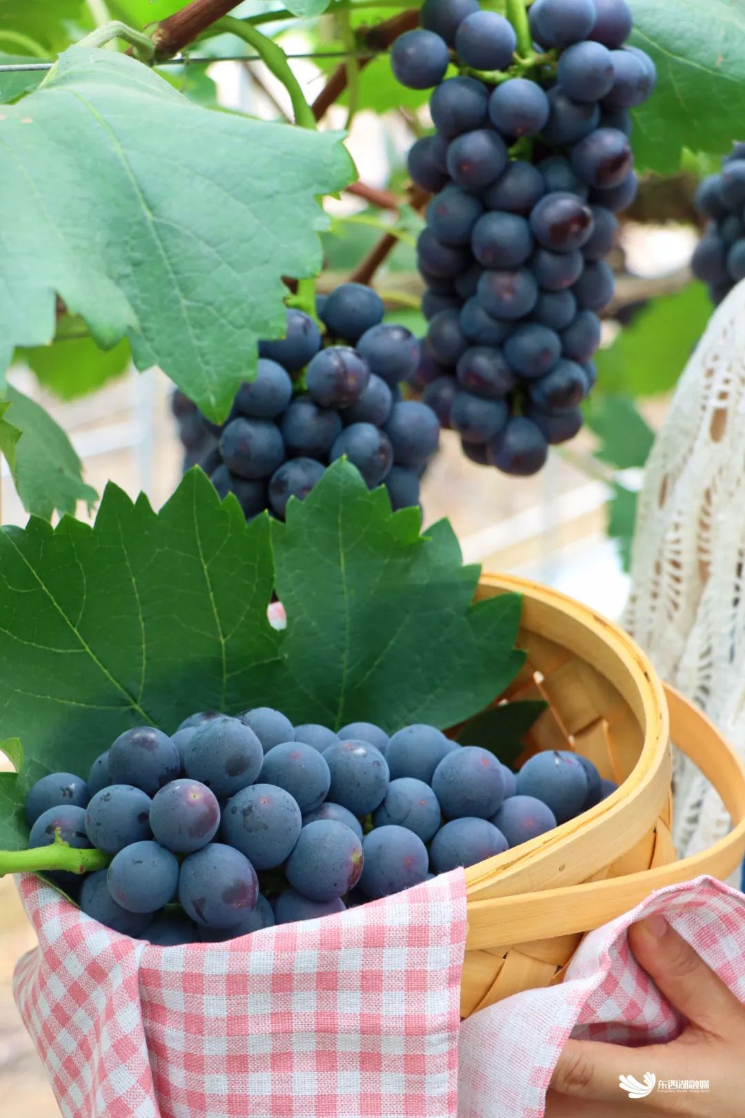东西湖摘葡萄价格,武汉东西湖摘葡萄园