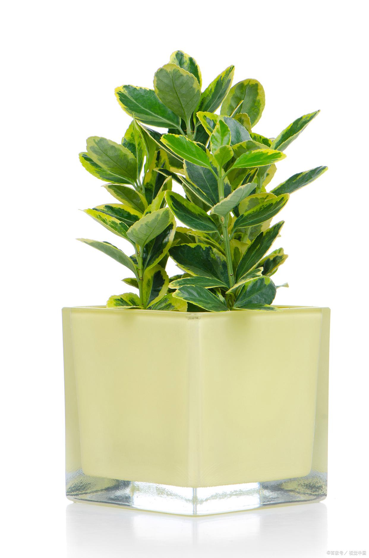 又好看又好养有特殊寓意的花,什么花寓意踏实好看又好养