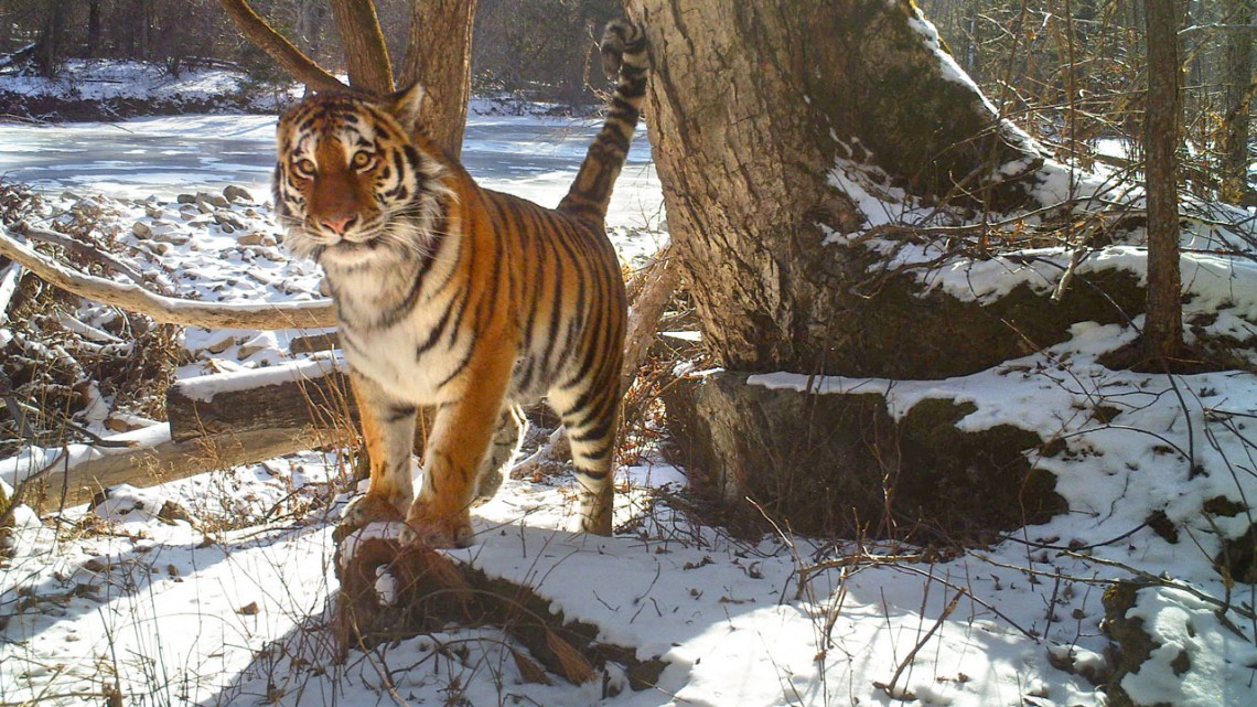 东北虎对比巴巴里狮子哪个体型大,巴巴里狮单挑时能碾压东北虎吗