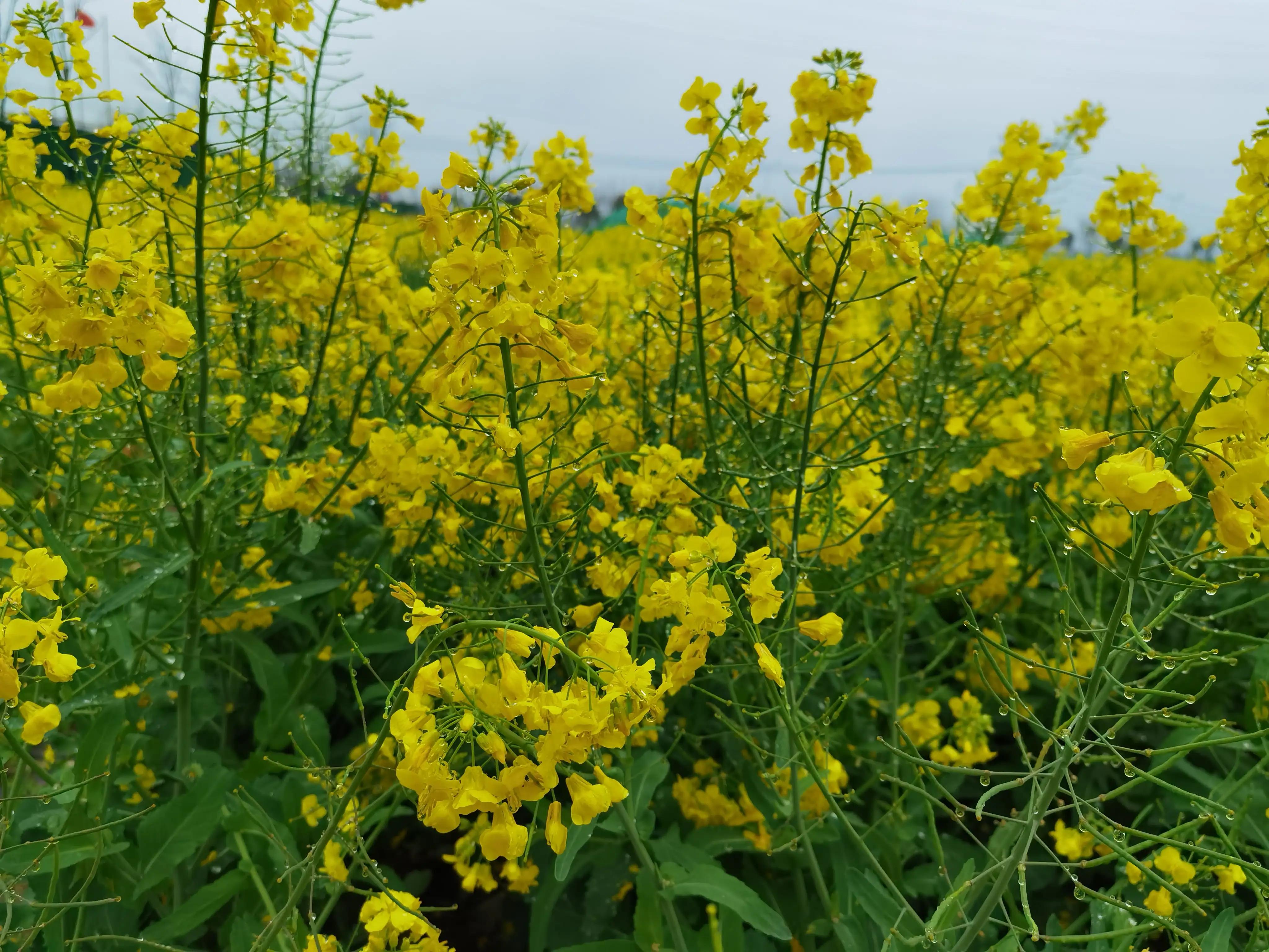 陈姊妹视频,陈姊妹最新视频