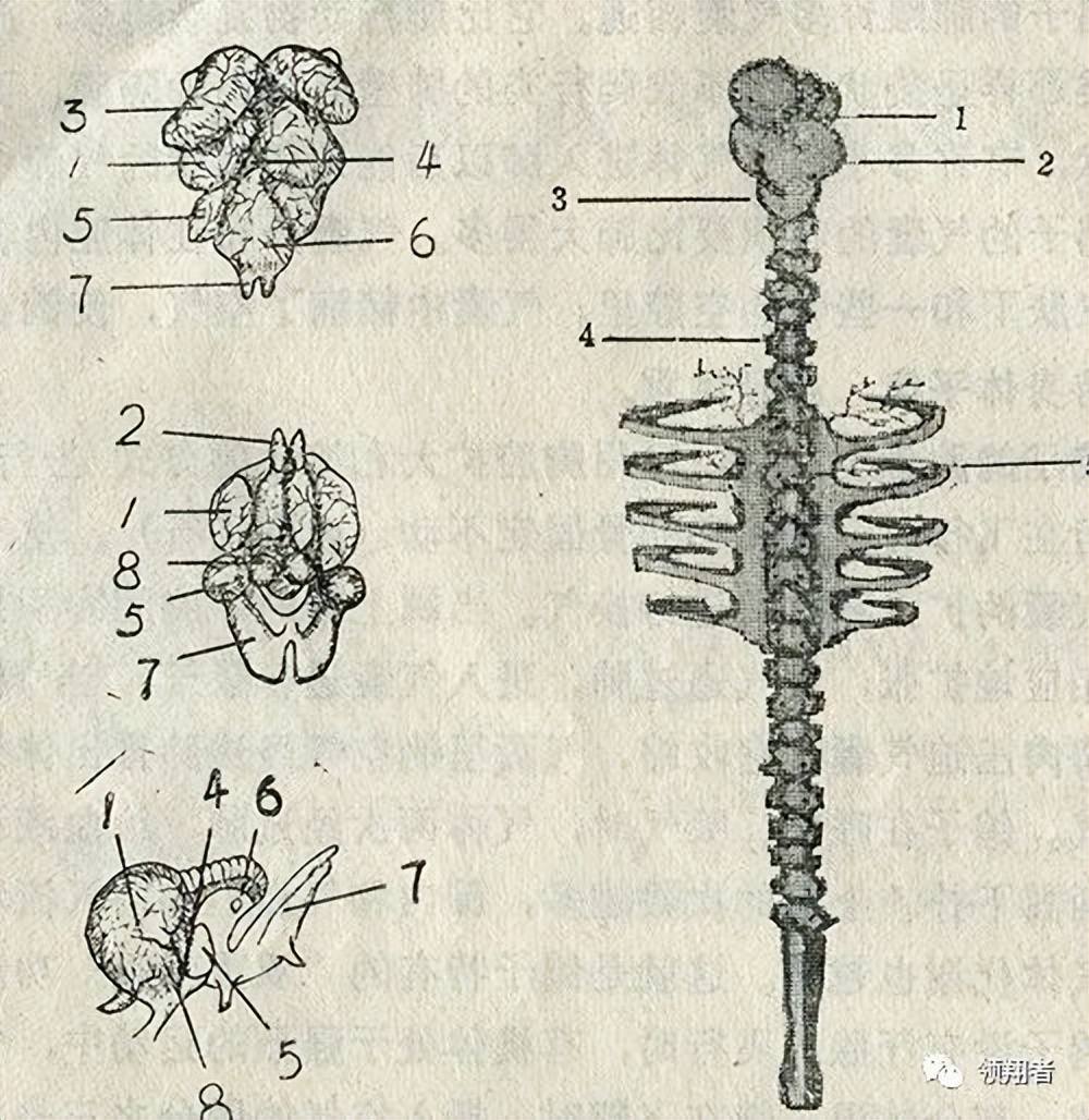 鸽子的身体结构与8大系统图示