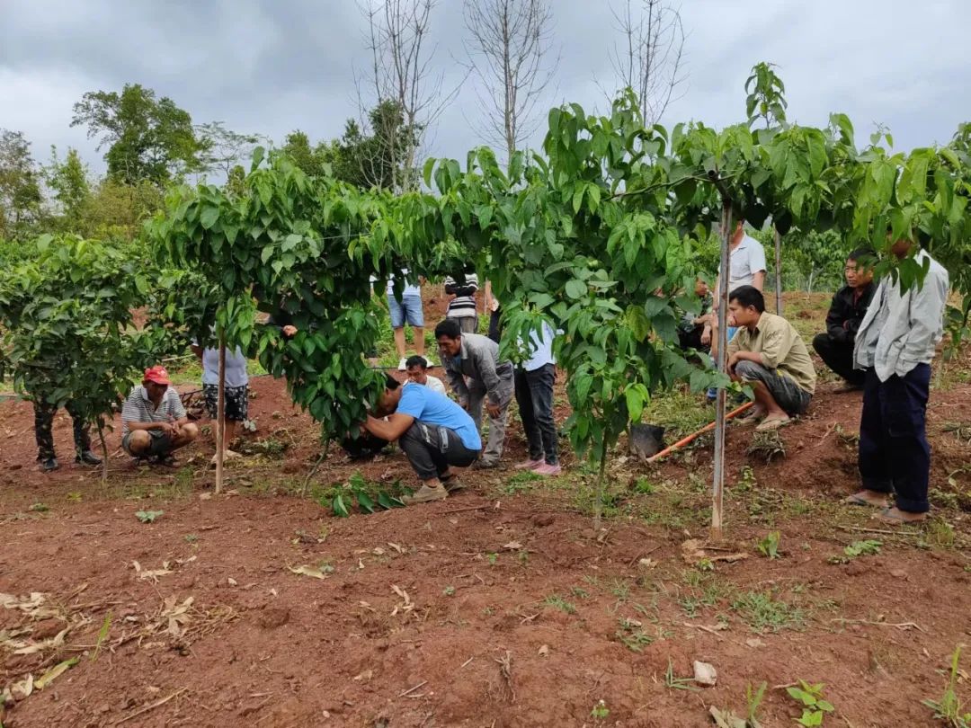 乡村振兴乡村美农民富,乡村振兴小小食用菌托起致富梦