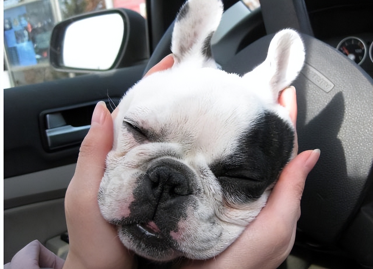 法牛有泪痕怎么处理,法牛有体臭怎么办