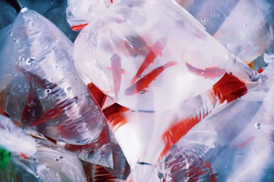 国内最chill的城市，我想投它一票