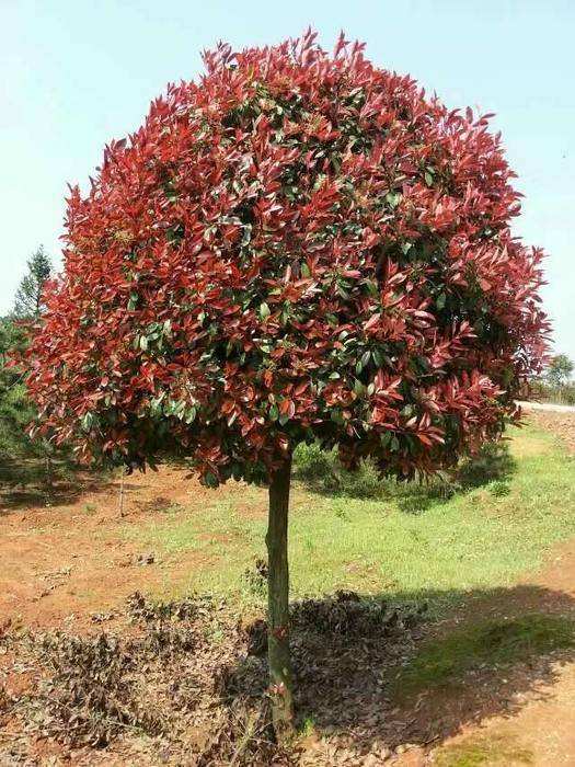 鏃ユ湰闆爲,鏃ユ湰闆搩