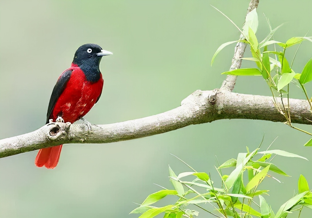 羽色最绚丽的鸟图片,鸟类雨后飞翔照片