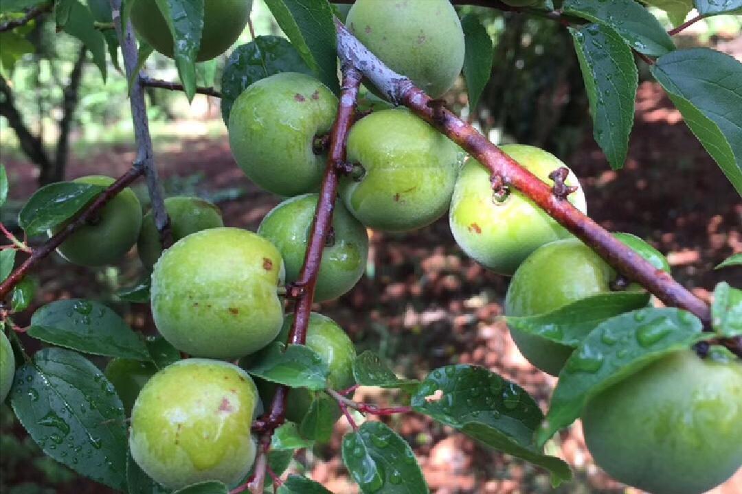 有一个水果叫什么梅子,有一个水果叫什么梅