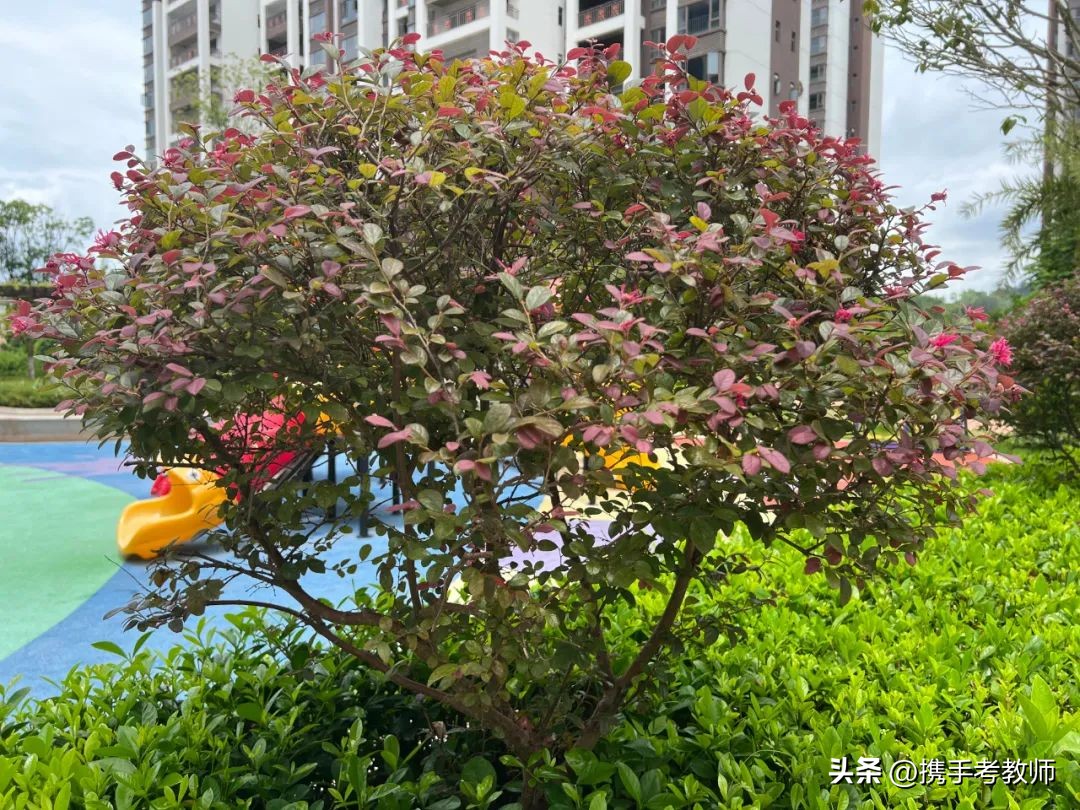 红花檵木的简介资料,红花檵木嫁接视频