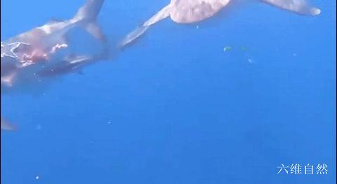 西班牙将一条黑鳍鲨放归海洋，却被其它鲨鱼攻击，被啃半个鲨鱼身