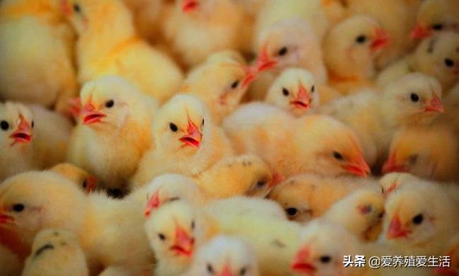 鸡白痢的发病特点,鸡白痢是什么引起的