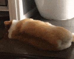 柯基的优点,柯基有几大优点