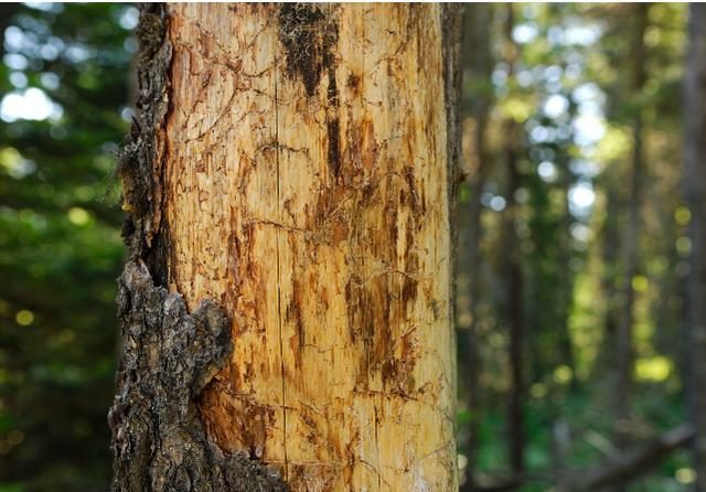 不列颠哥伦比亚省北方针叶林山松甲虫爆发后林分更新及发展轨迹