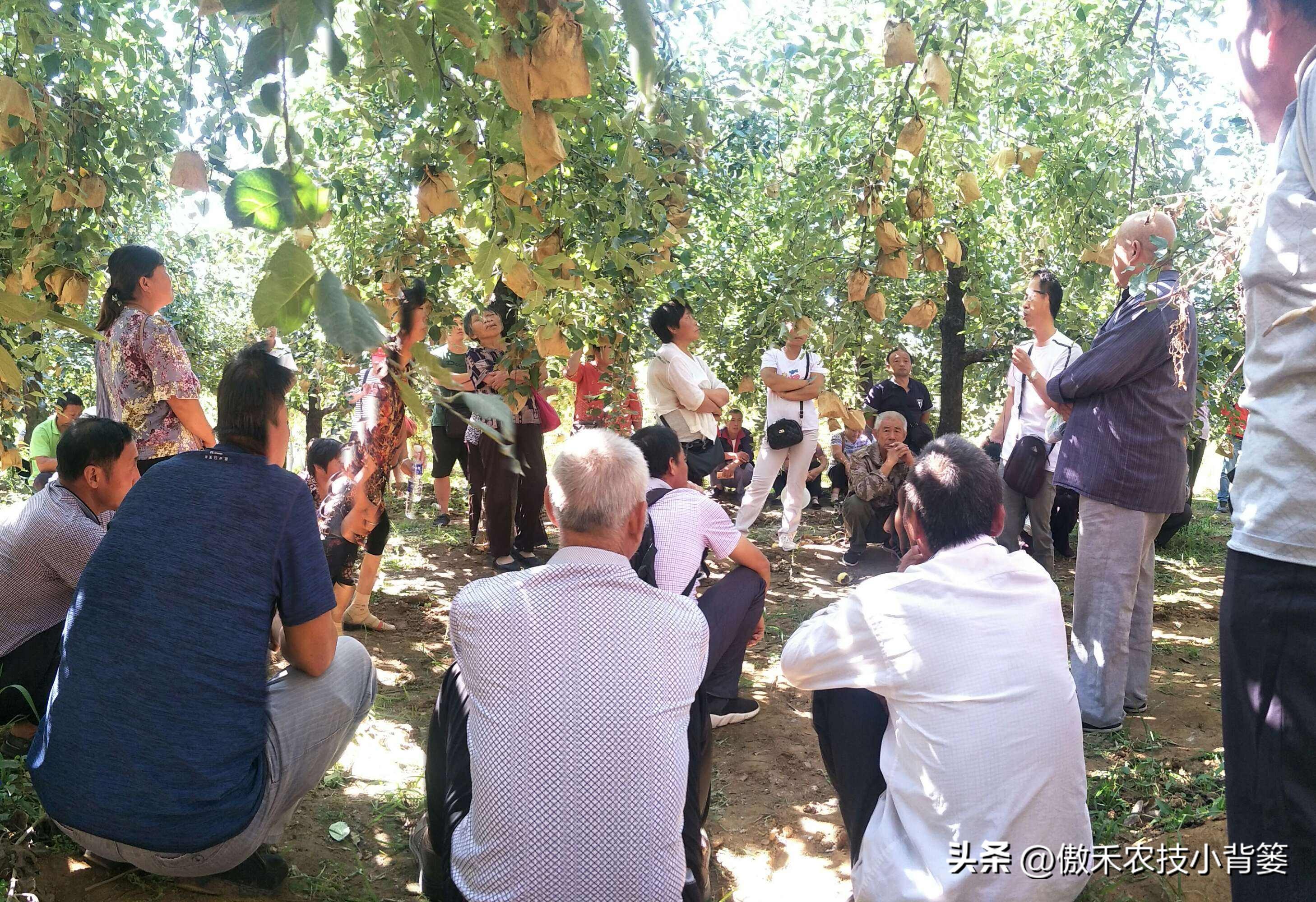 杀虫剂如何防治病虫害,杀虫剂防治措施