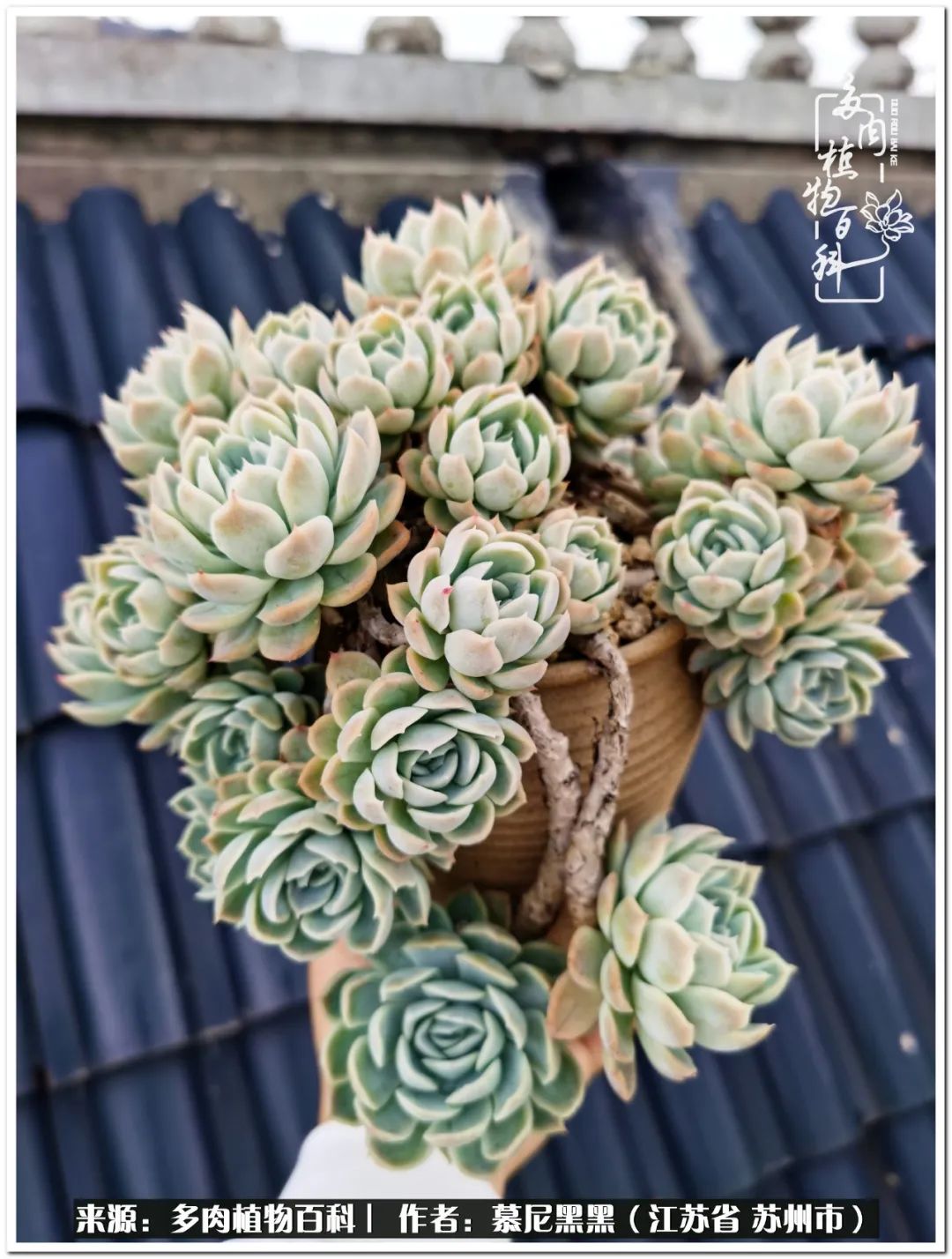 生活需要三分甜,生活需要一半禅意一半烟火