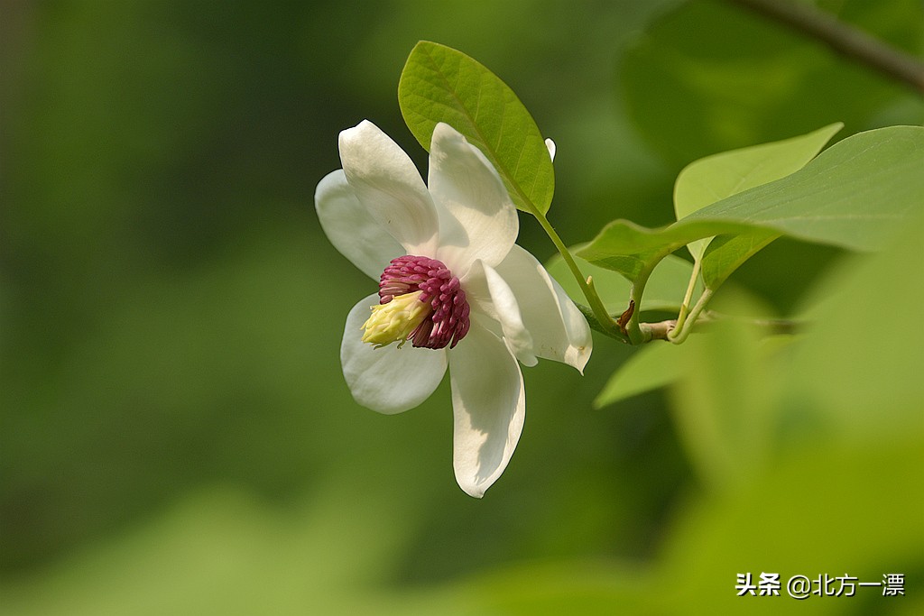 抚顺天女木兰苗规格,抚顺的天女山