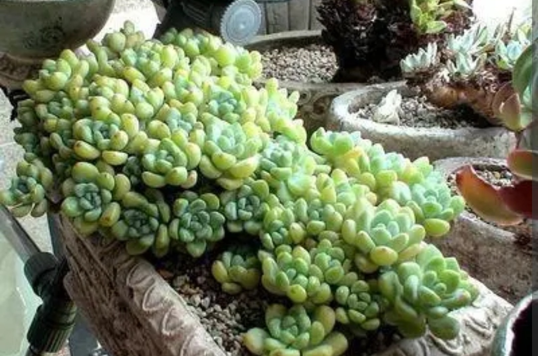 家里的多肉都开花啦,家中的多肉开花啦