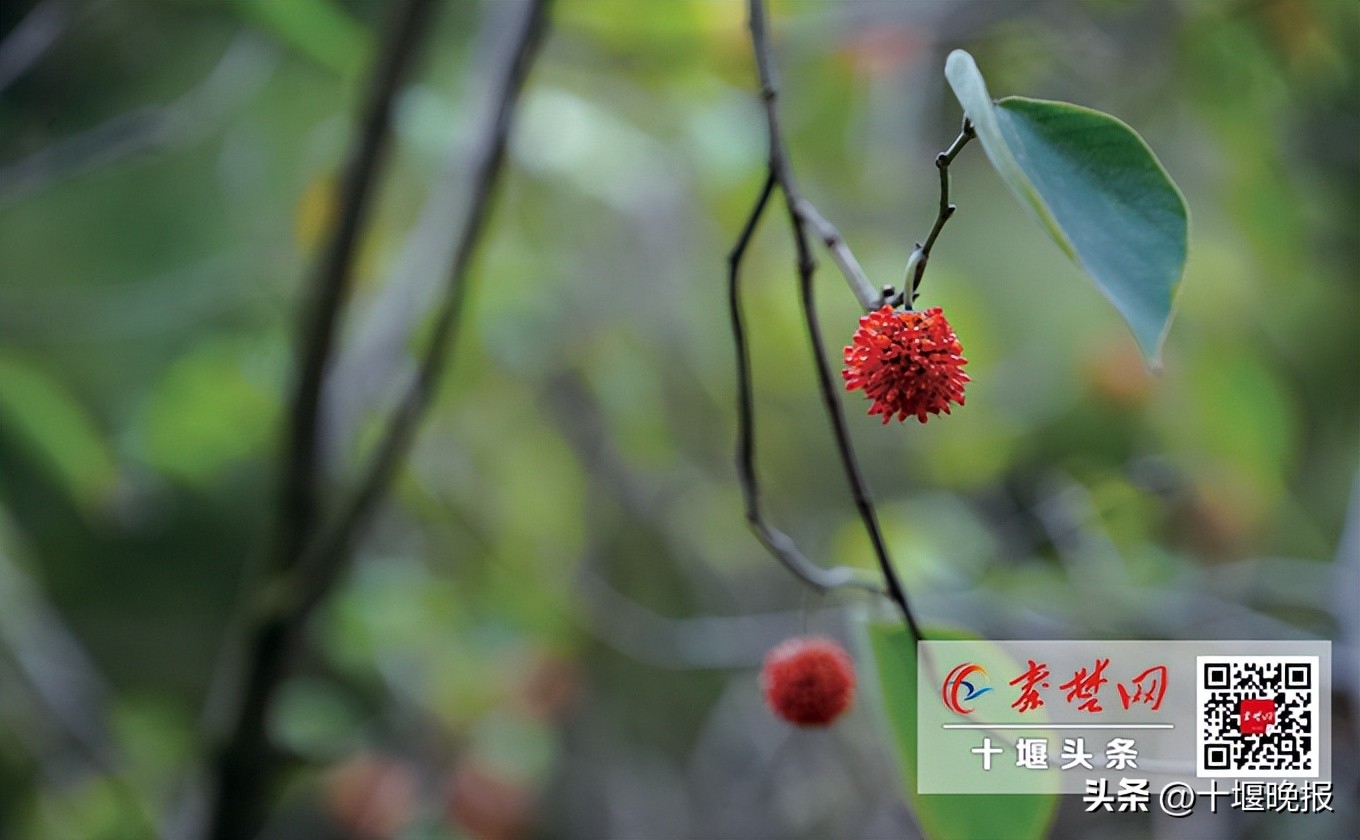 又香又甜的秋果,哪种秋果最好吃