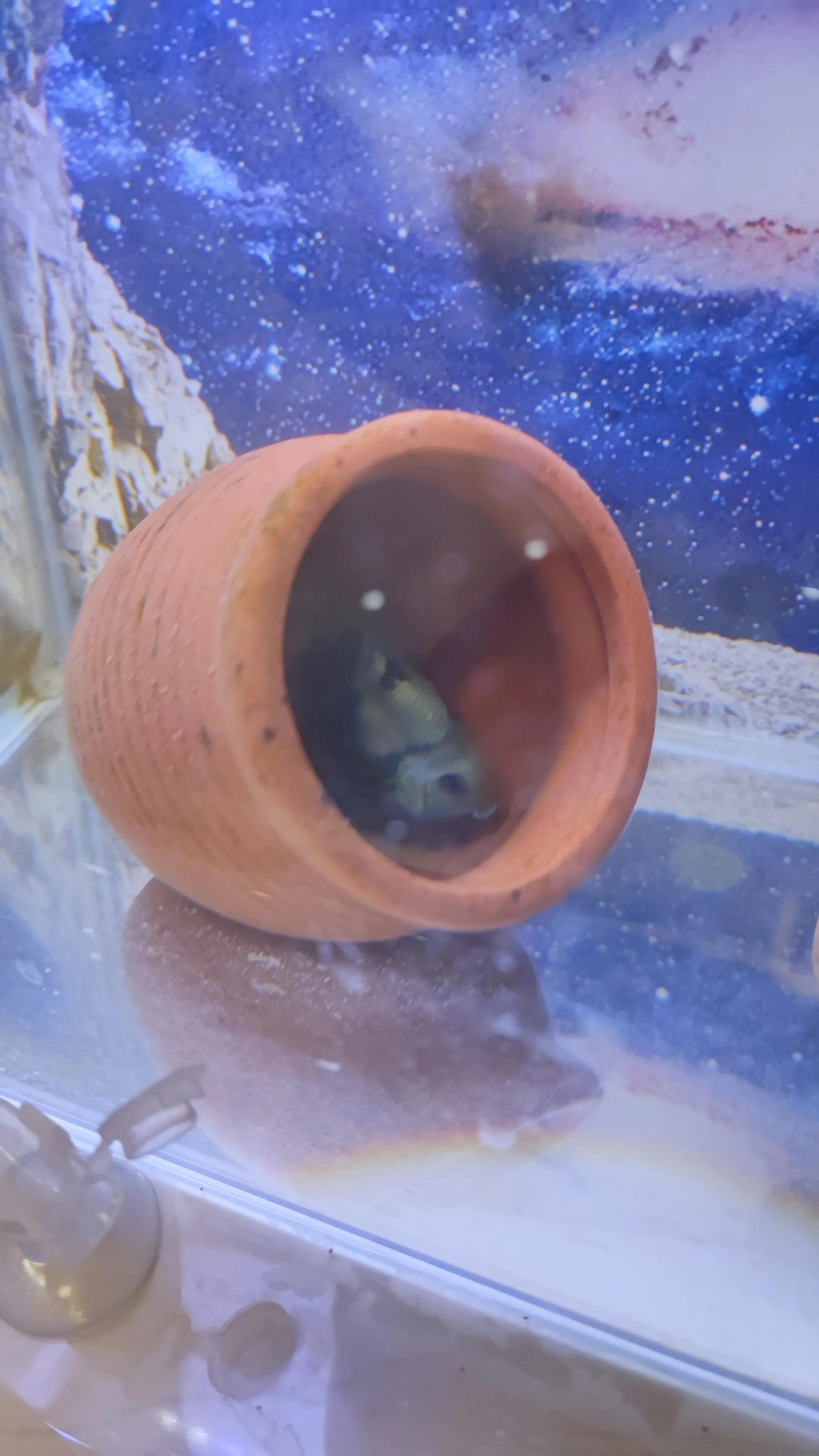 双头迷你鹦鹉鱼怎么养活,养鱼老道迷你鹦鹉鱼