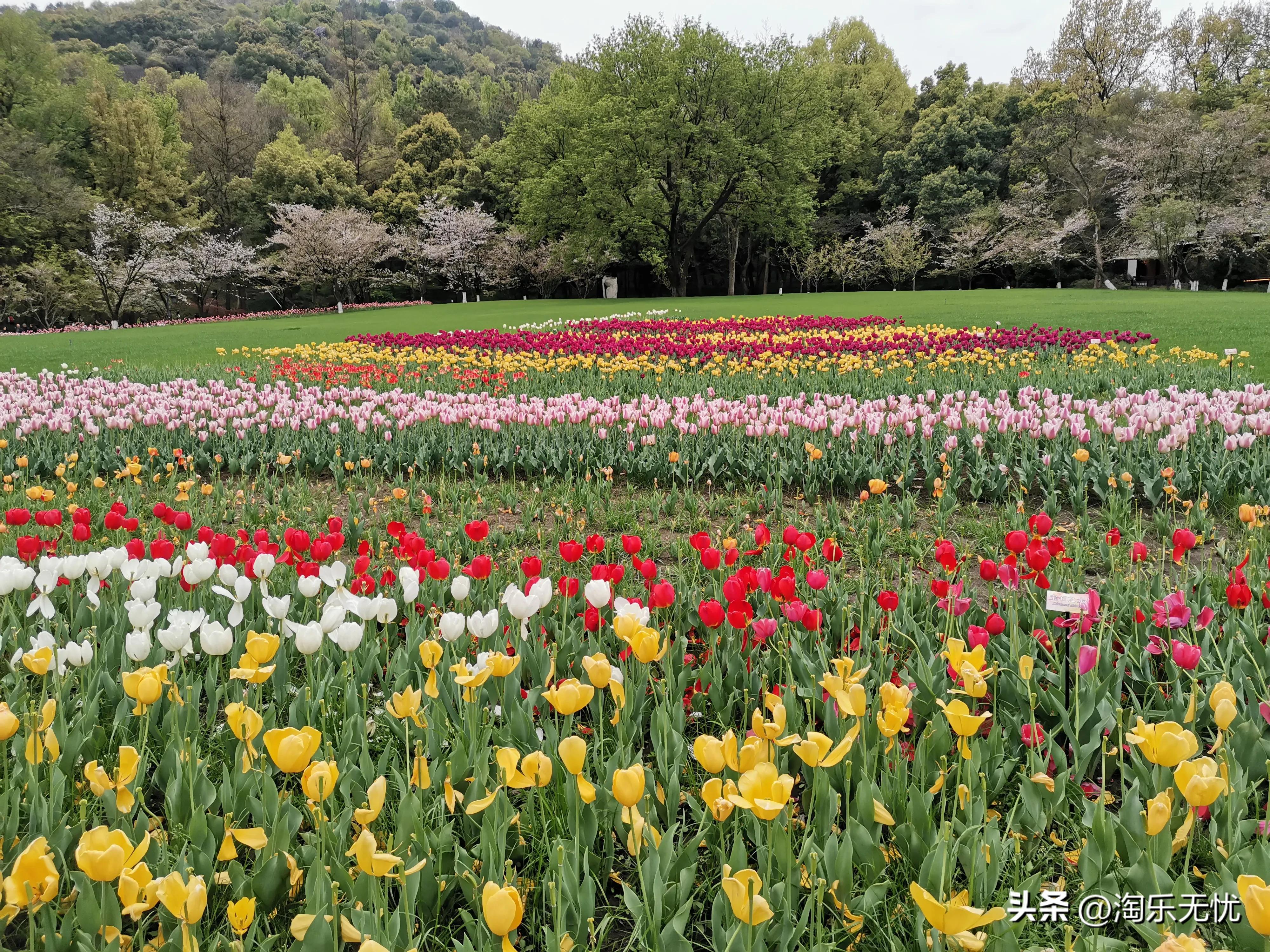 来杭州不要错过紧邻雷峰塔和苏堤的太子湾公园花展！#赏花地图
