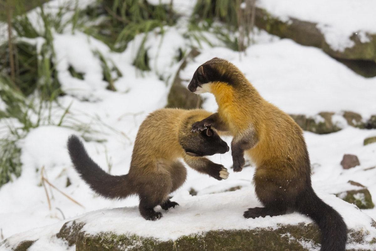 湖北出现“羌仔虎”，体型如狐外表可爱，却能单挑猴子猎杀野猪