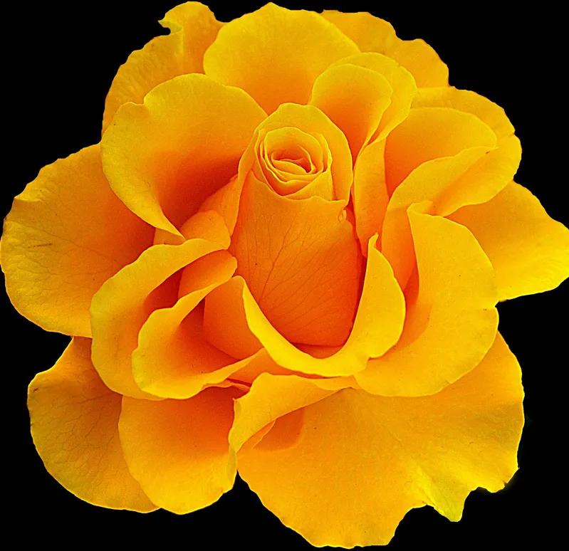 各种形态的花卉,30多种奇异的鲜花供你欣赏收藏