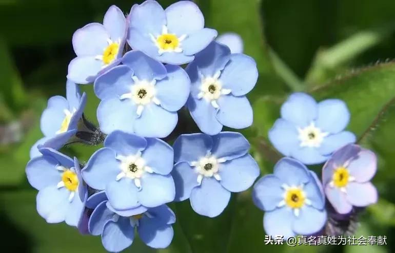 在某网店花了0.1元买了一盆花，还包邮，商家是如何赚钱的？