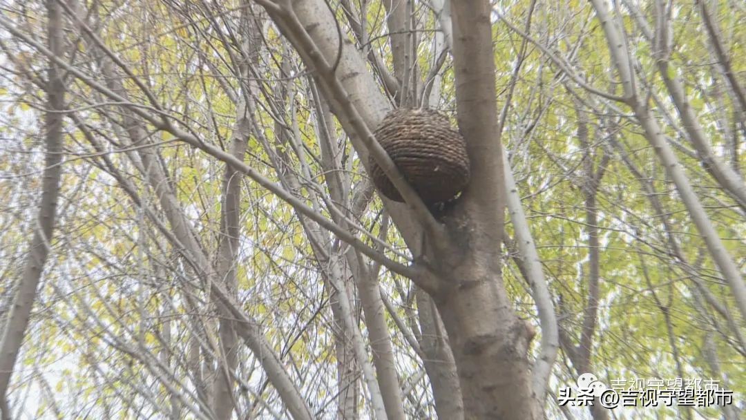 小鸟建设鸟巢过程,鸟巢翻修