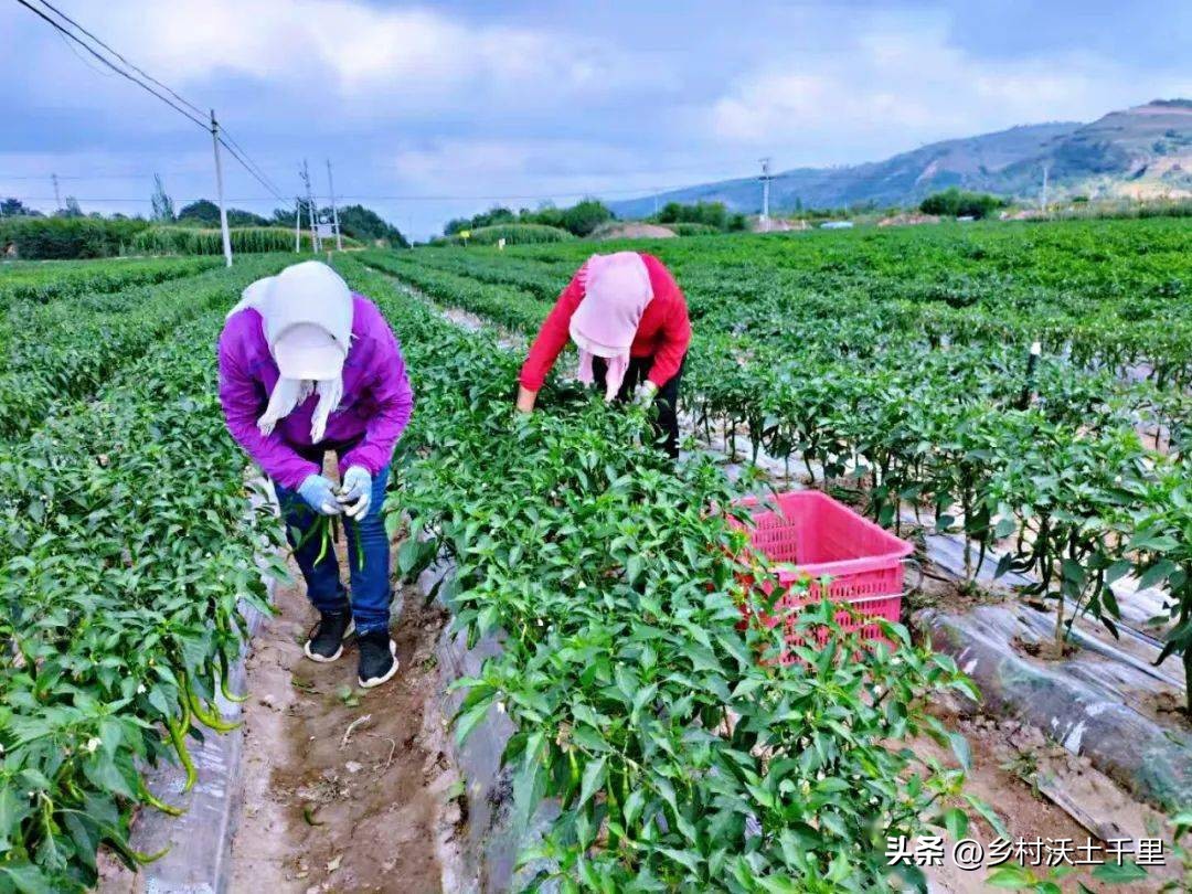 阳台种的辣椒为什么开花不结辣椒,辣椒只开花不结辣椒是什么原因