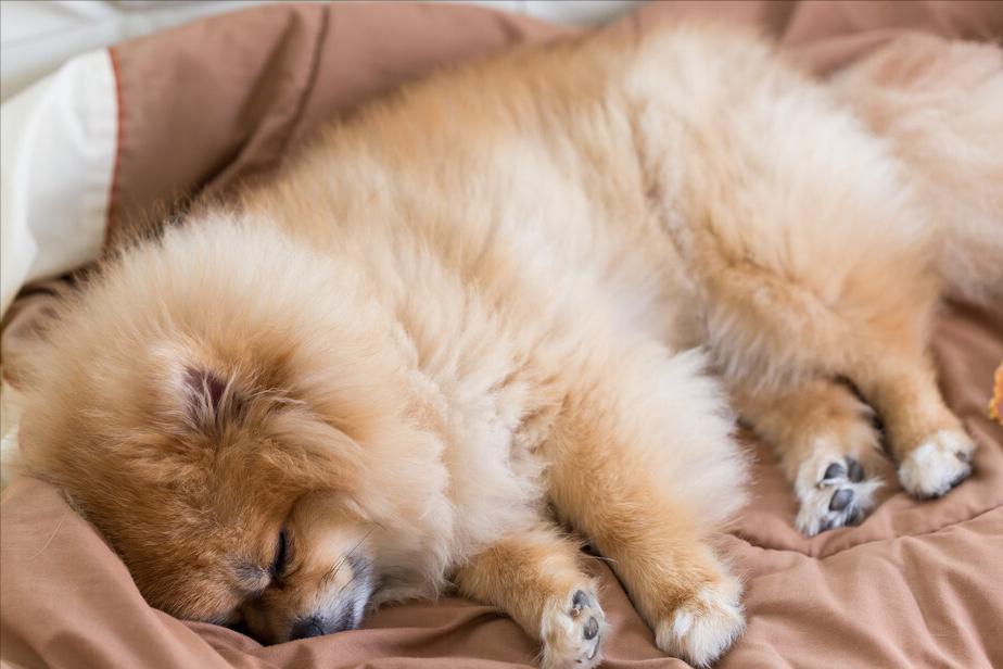 家里养狗狗有臭味去除小妙招,家里除狗臭味用酒精