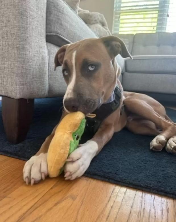 狗妈救狗崽后续,狗妈护自己的孩子被救助