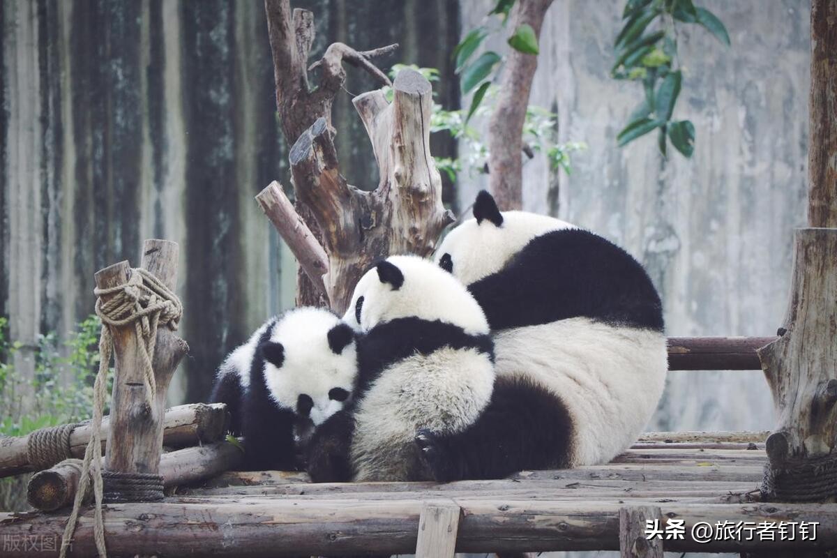 成都旅游攻略必去景点推荐,成都旅游攻略必去景点讲解