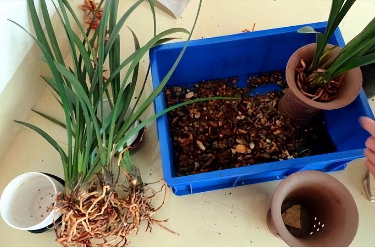 养花时花盆底下的小洞可以堵上吗,花盆下面垫个塑料盆会烂根吗