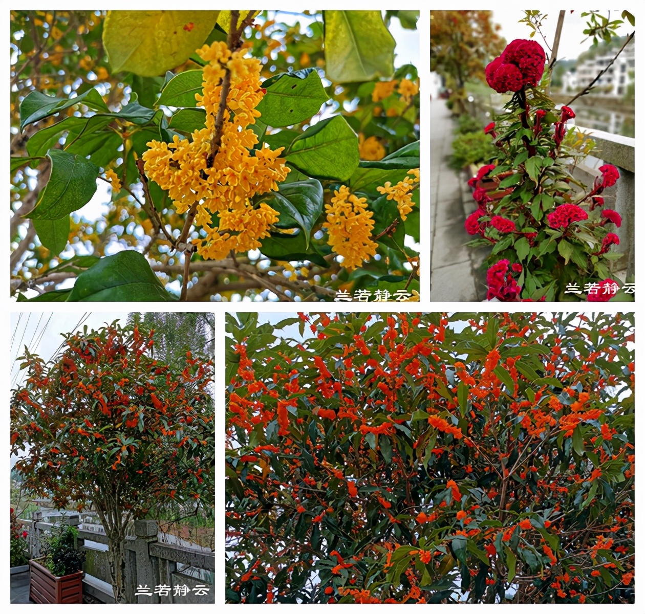 寿宁状元西浦村,寿宁西浦状元故里简介