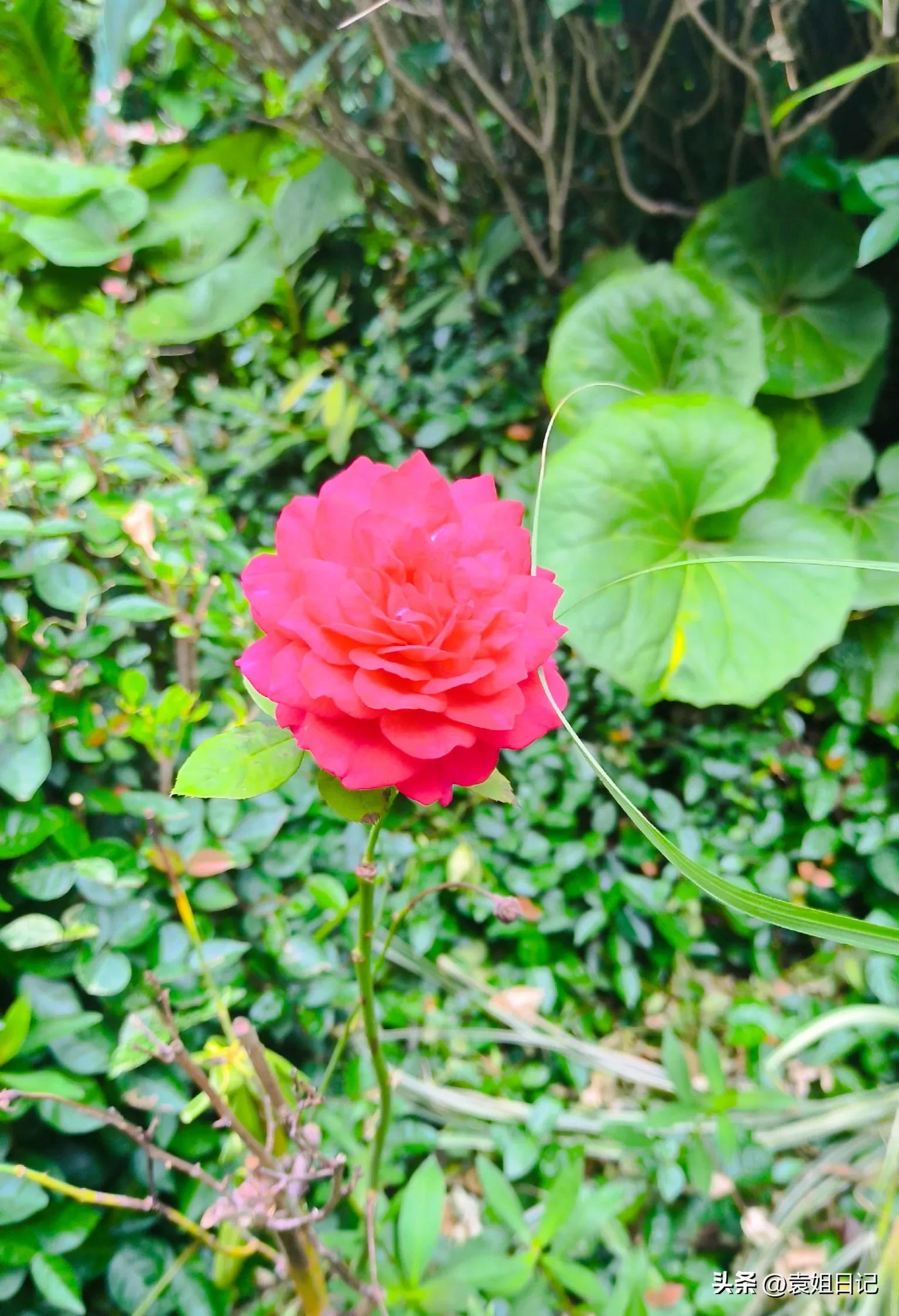 琚佸鐢熸椿鏃ヨ,琚佸鏃ヨ