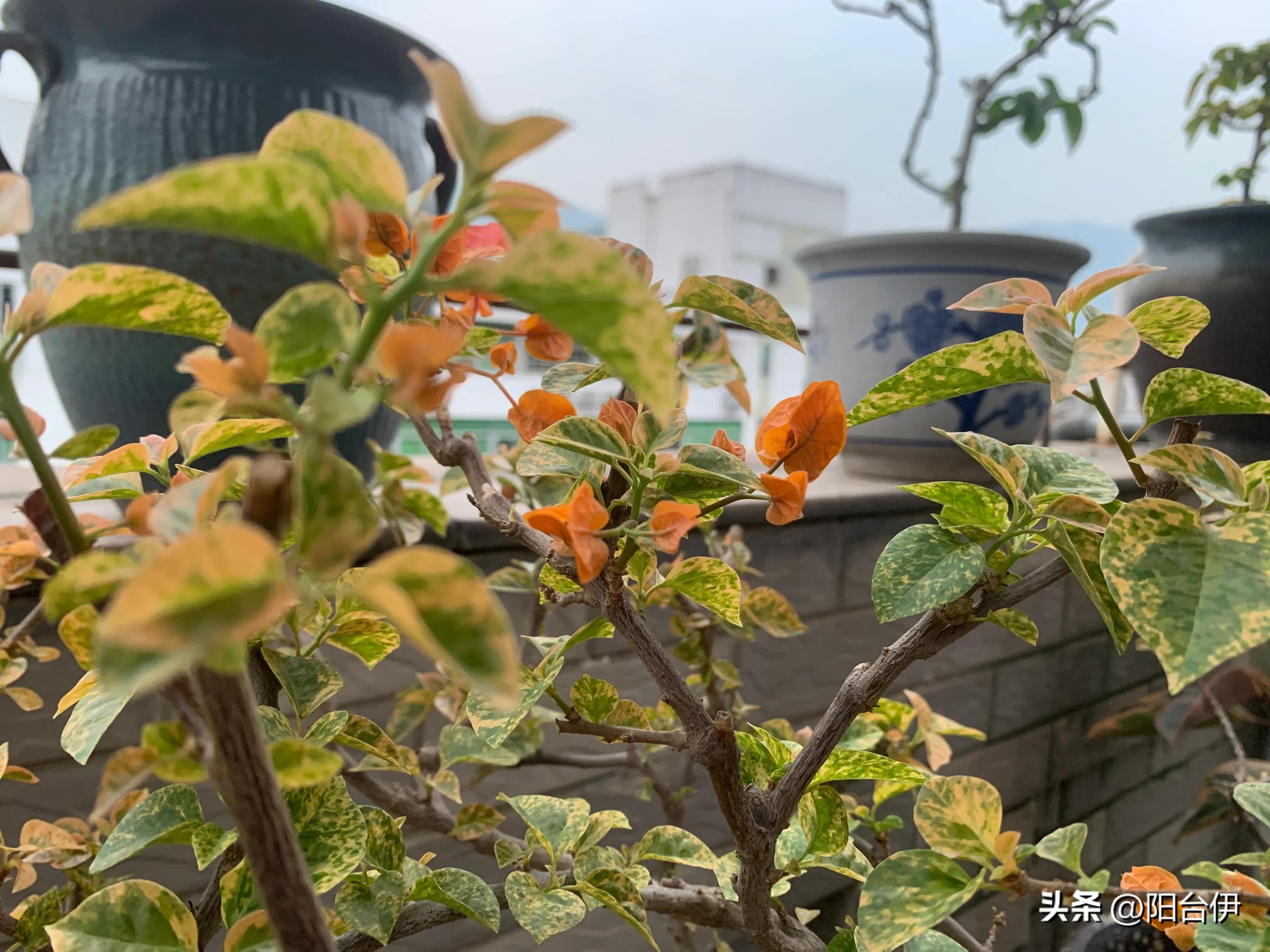 花叶橙蝶三角梅勤花吗,花叶印度橙粉三角梅