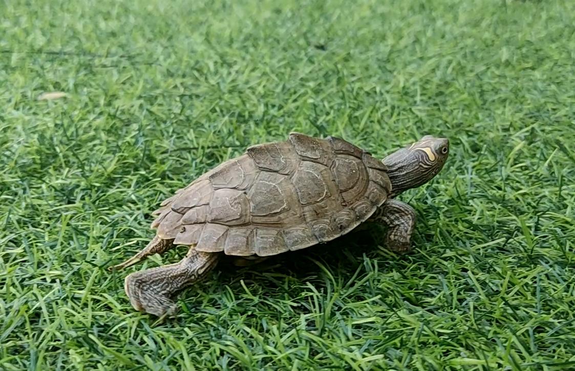 地图龟在哪里可以抓,小草龟不见了地图龟能找出来吗