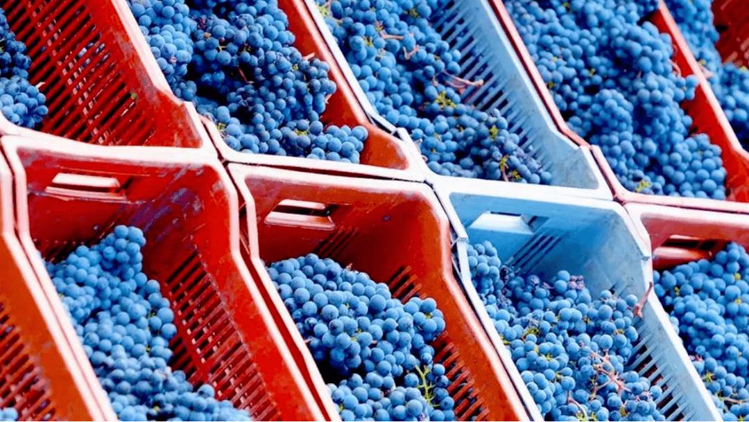 中葡股份今年中报盈利多少,中葡股份葡萄酒