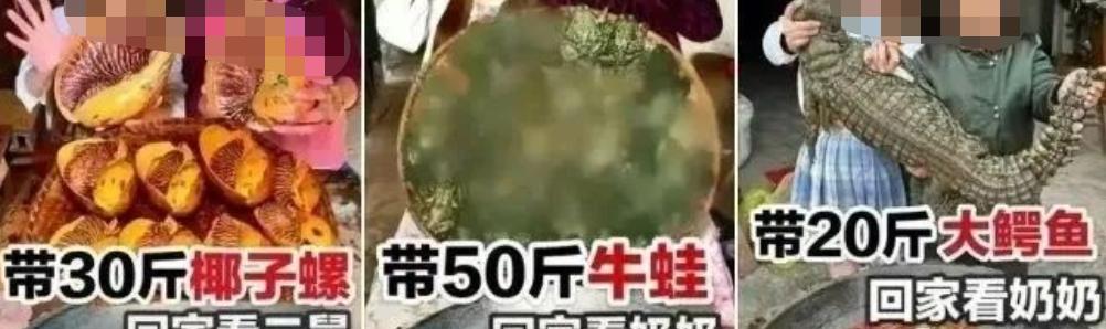 百万女网红吃鲨鱼抖音号,百万女网红吃鲨鱼科普