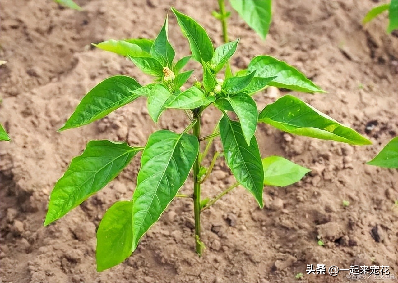 辣椒苗瘦小马上要移栽还能浇水,辣椒苗好小就开花了怎么办