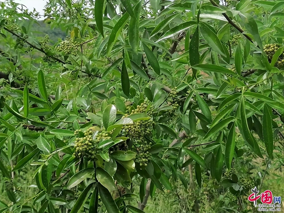 云南南华：千亩花椒迎丰收椒香四溢富村民