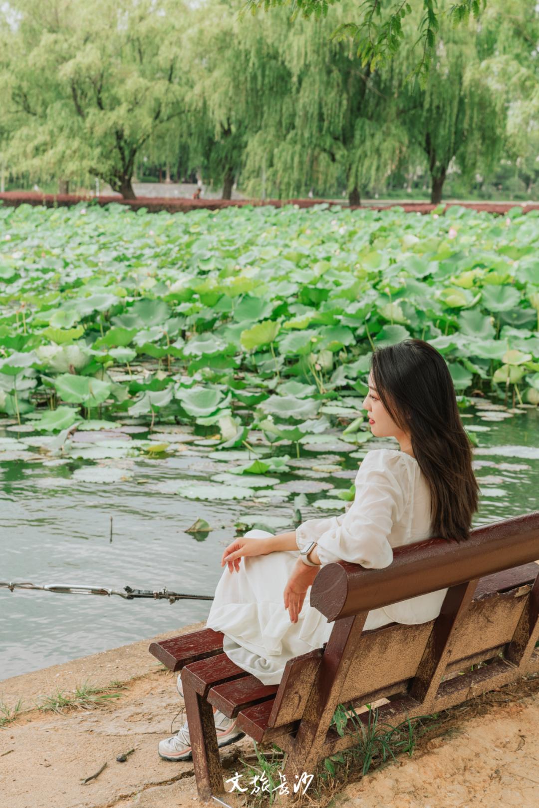 长沙赏秋去哪里,长沙第一波赏荷地图