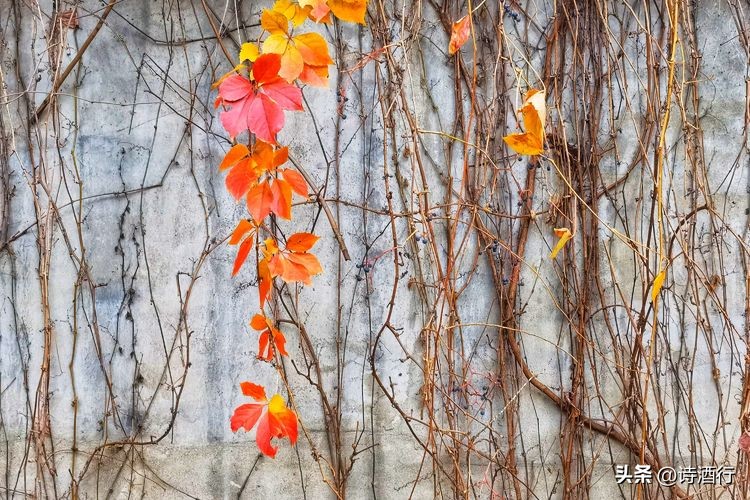 又入冬了还有遗憾吗,又到了瑟瑟发抖的季节