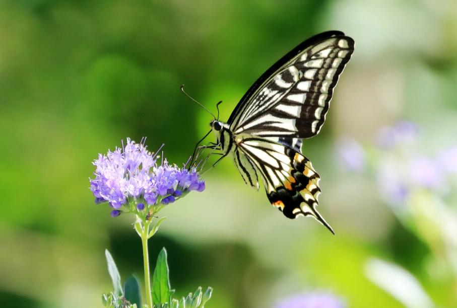 带有蝴蝶的诗句有哪些,关于蝴蝶的诗词大全