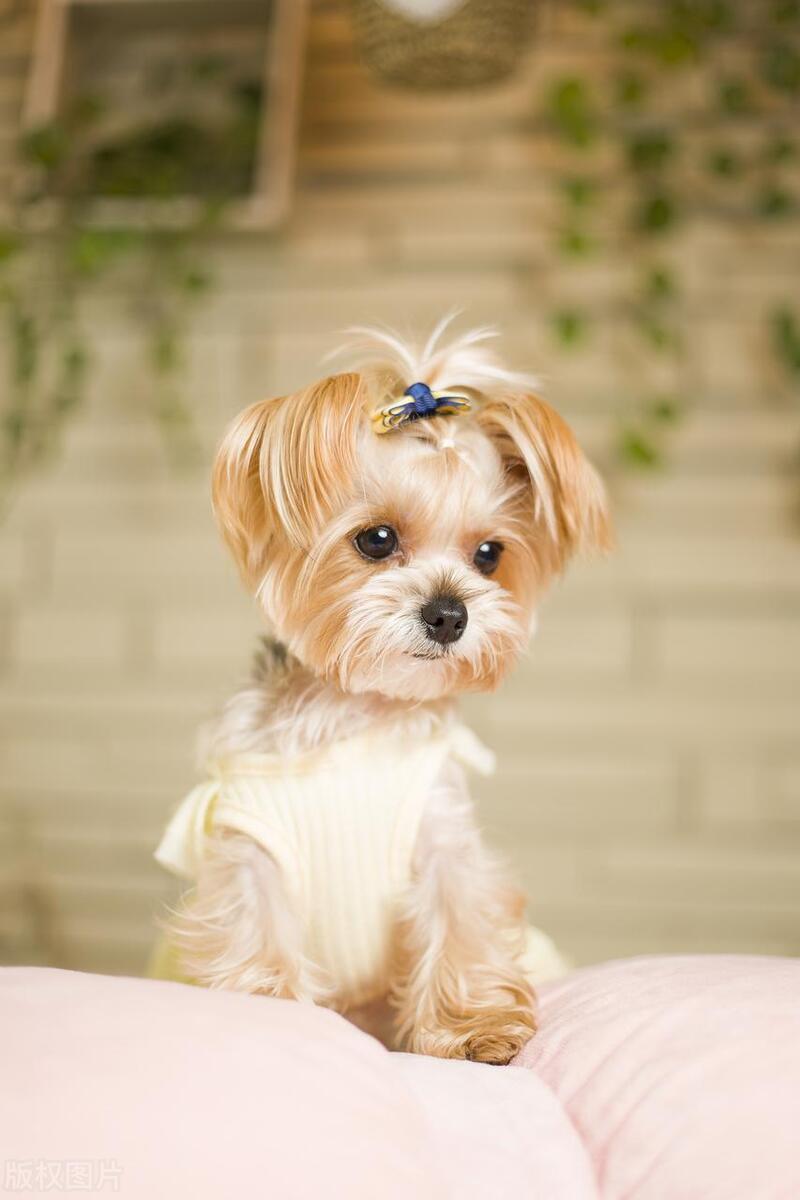 什么人适合养狗什么人不适合养狗,初次养狗的新手养什么狗比较好